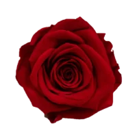 Single red preserved rose head by UKIQUEEN, ideal for wholesale and custom floral designs from China.