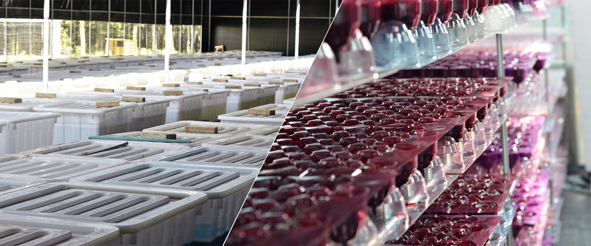 Decolorizing and dyeing workshop for preserved roses