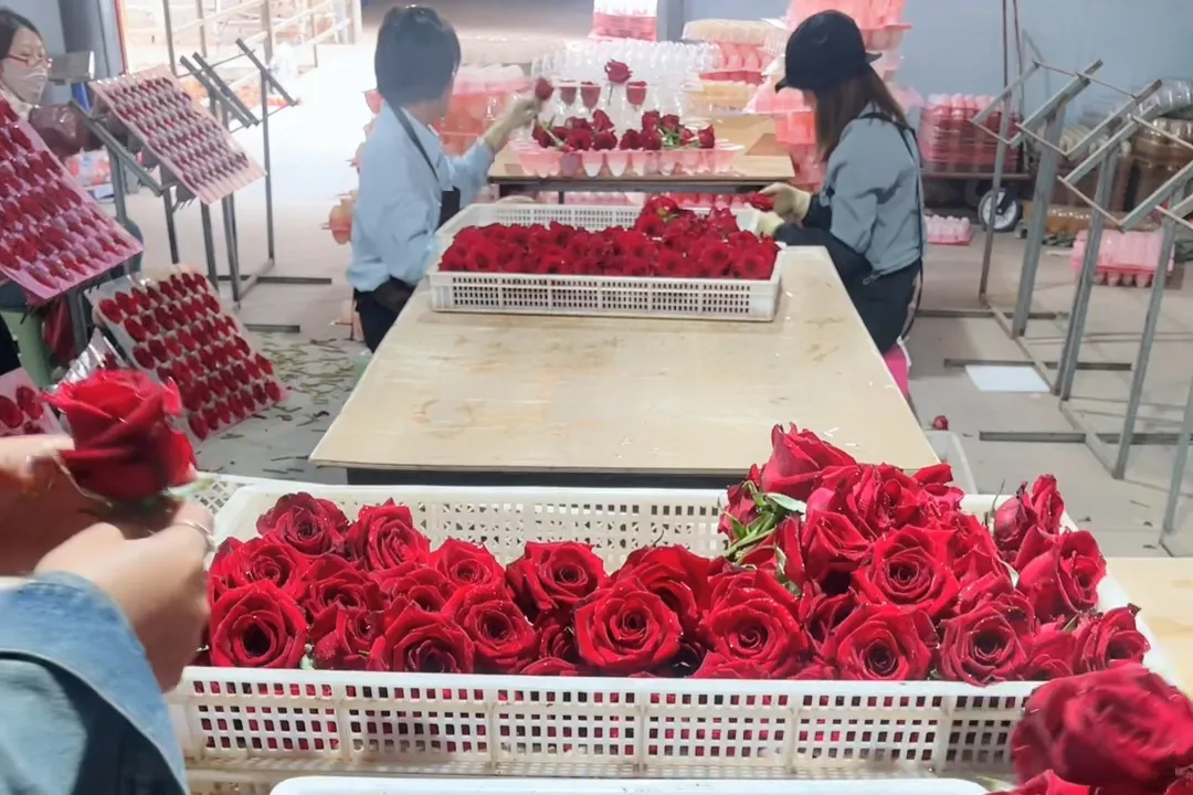 Fresh roses being handpicked from Yunnan rose fields