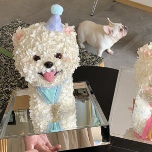 UKIQUEEN Preserved Hydrangea Maltese Puppy Blue Birthday Hat & Duck Bib - Cute White Flower Dog with Real French Bulldog Watching