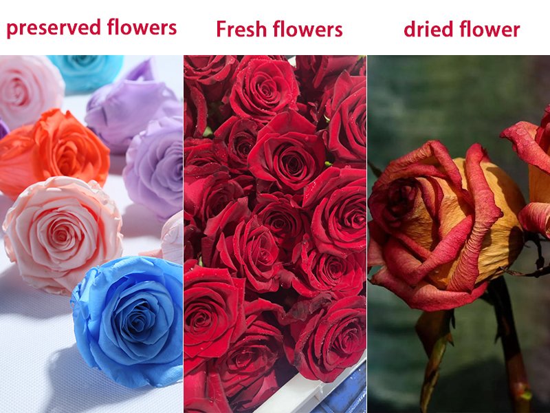 preserved flowers compared to fresh flowers